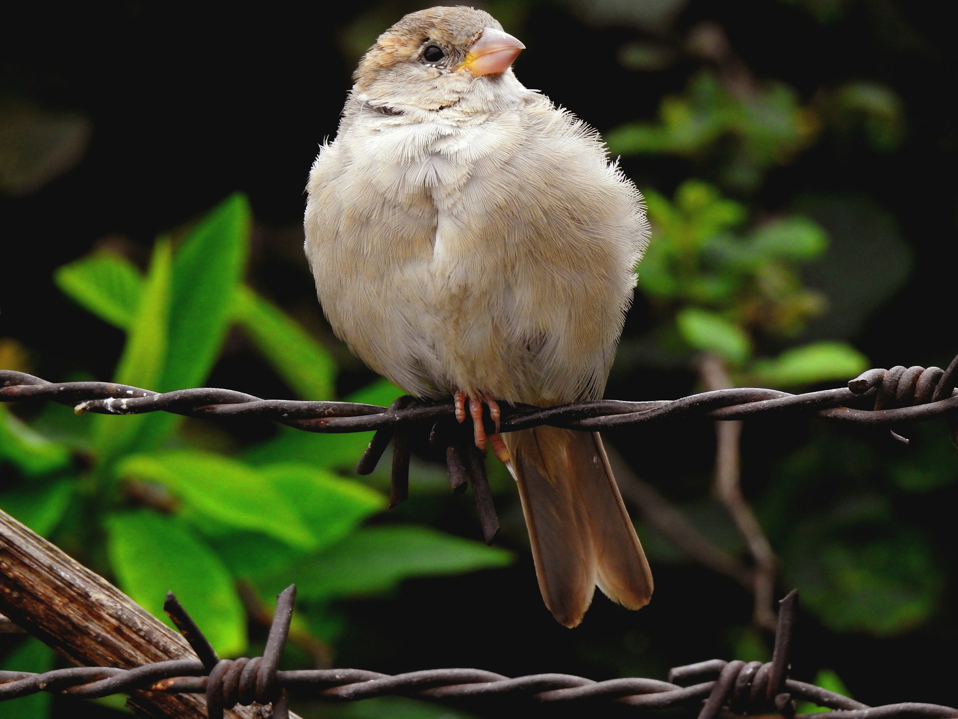 A small bird sitting on top of a barbed wire